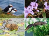 Some of the wildlife to look out for in Scotland during April.