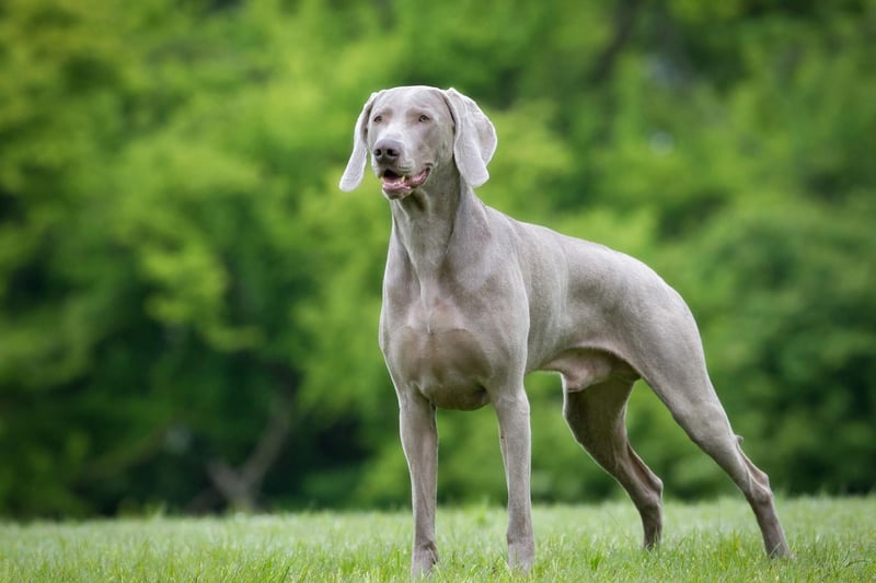 The "grey ghost" was first bred by German royalty to hunt large game like wild boar, deer, and even bears. The Weimaraner gets its nickname from its silver-blue coat and striking light blue or amber eyes. Though they are still used as gun and show dogs, they make wonderful house pets, but they need an active owner.