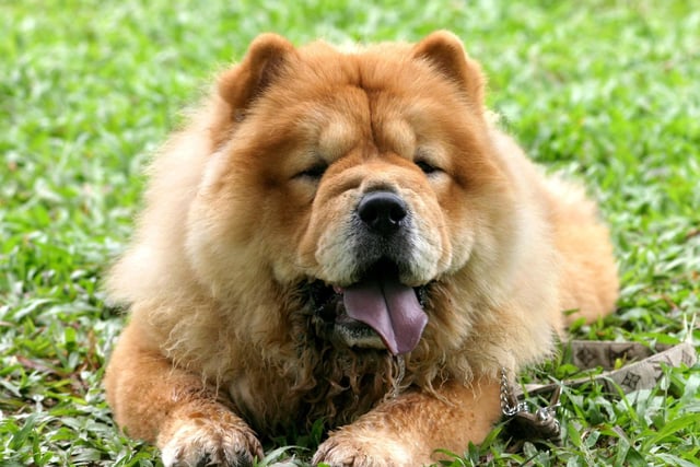 The Chow Chow is so stubborn that's it's often difficult to differentiate between whether it can't go faster, or just doesn't want to go faster. In any event, this breed is not one that is mentally or physically suited for speed.