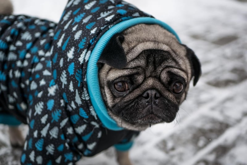 Pugs are pretty fussy when it comes to temperatures - their short noses mean that they can't pant properly to cool down so they don't like hot weather, but their short coat means that cold weather's not great for them either. Ideally you should get a pug coat with layers you can remove or add to keep them just right.