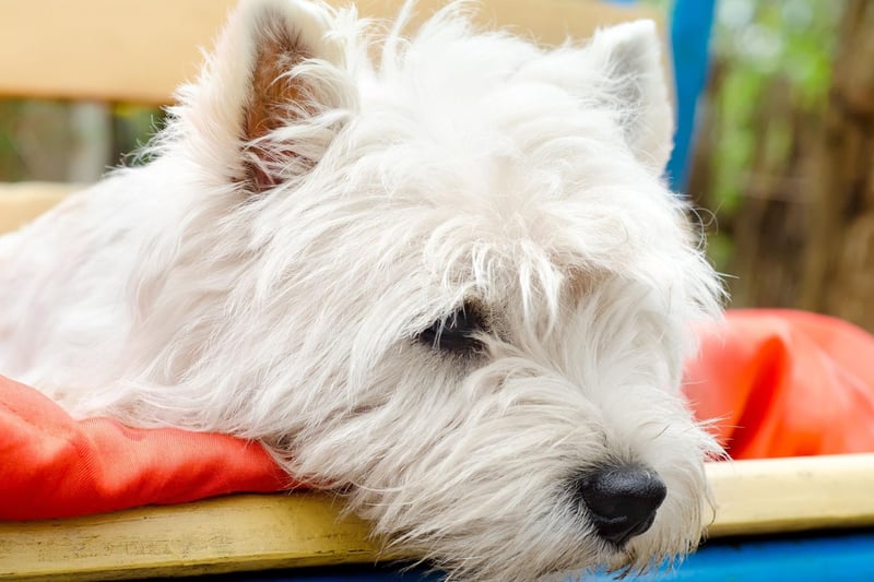 More commonly known as the Westie, the West Highland White Terrier completes the top 10, with 1,460 new puppies registered last year.