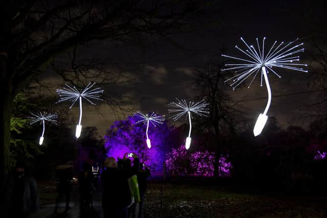 Light A Wish dandelion seeds being dispersed in the air