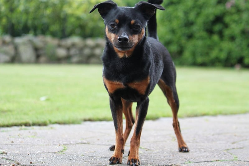 German Pinschers are not known for any breed-specific health conditions, other than the usual eye and hip complaints later in life. Regular excercise and proper care should lead to a long and healthy doggy life.