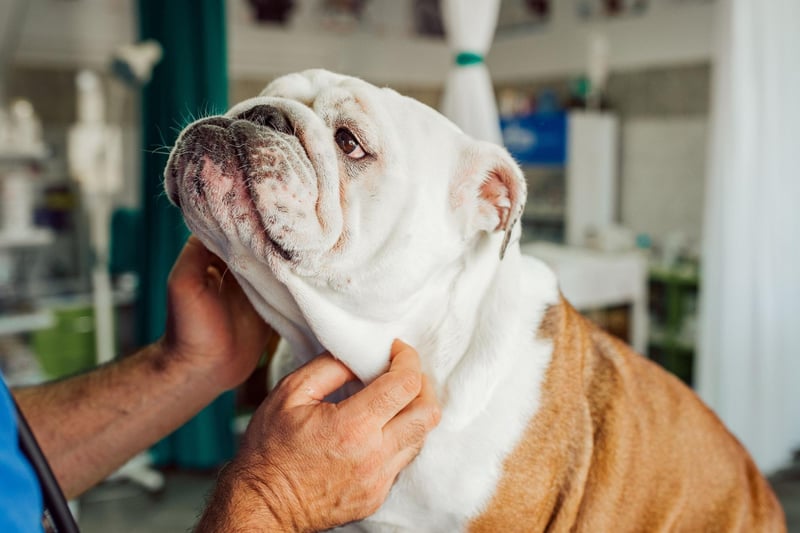 Dog Insurance Prices 2024 Here are the 10 most costly breeds of
