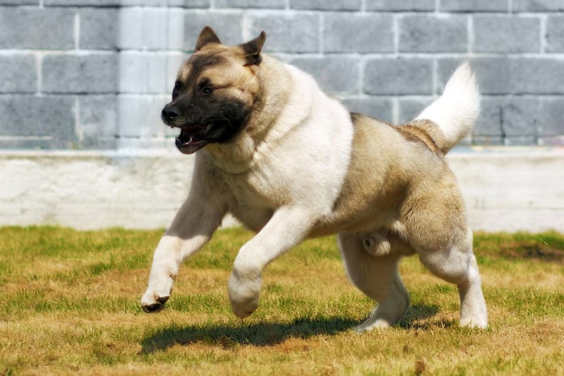 The Akita has the awkward combination of being very strong and very free spirited. This means that owners must be able to control them properly when out for a walk - if they want to chase that cat you must be sure you can stop them from doing so. They also shed lots of hair once a year, meaning you'll be cleaning up after them for weeks on end. The Akita is a demanding dog that needs real strength and expertise to train and look after.