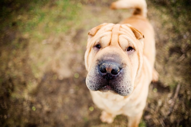Another breed whose hygiene problems stem from folds of skin, to keep a wrinkly Shar Pei fresh you'll need to give it a clean every day and a full bath at least three times a week.