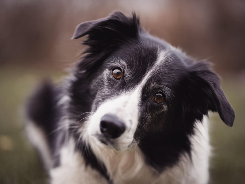 Named after the area around the England/Scotland border where it was first bred, the Border Collie is the second most popular of the pastoral breeds. There were 1,718 registrations with the Kennel Club in 2020.