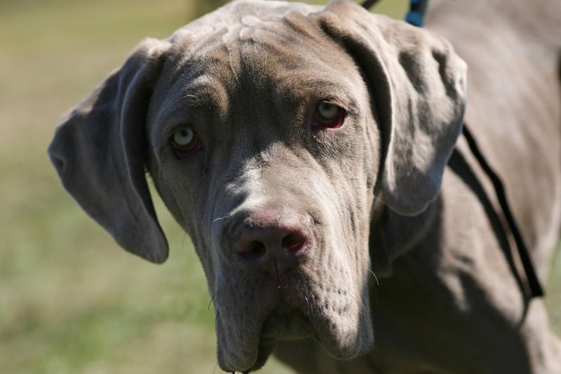 The adorably wrinkly Neopolitan Mastiff can expect to live for 7-9 years.