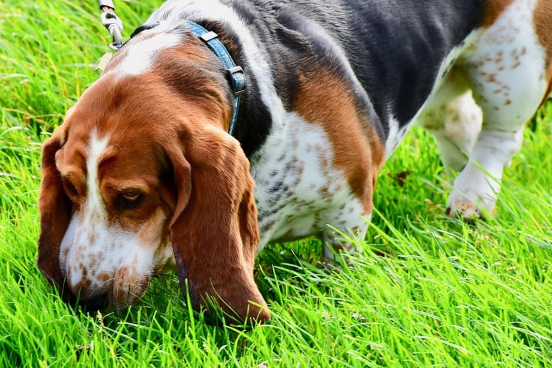 The Basset Hound is a close cousin of the Bloodhound and is a similarly great tracker. Running slightly closer to the ground, they have traditionally been used more to track small animals, but are also experts at sniffing out humans.