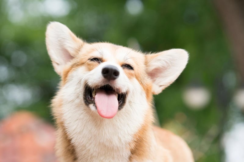 The name Corgi comes from combining the Welsh words for dwarf (cor) and dog (gi).