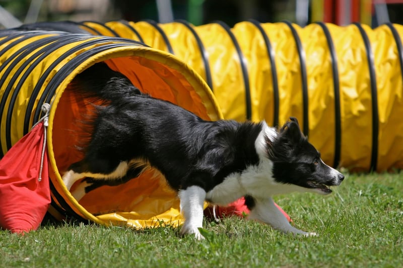 Jess takes fourth spot in the list of Border Collie names. It's a shortened form of the name Jessica, meaning 'god beholds'.