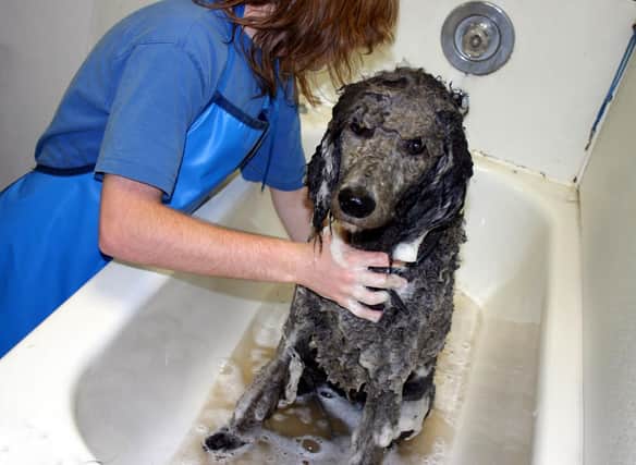 Some dogs just smell - no matter how much you bathe them.
