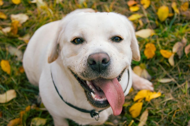 Starting with the hairiest pooches best avoided by allergy sufferers. Many first-time Labrador Retriever owners are amazed by how much hair their new pet sheds. The UK's most popular dog breed may have a neat and short coat that requires very little grooming, but they constantly shed all year round, leaving Labrador-shaped piles of hair in favourite sleeping spots.