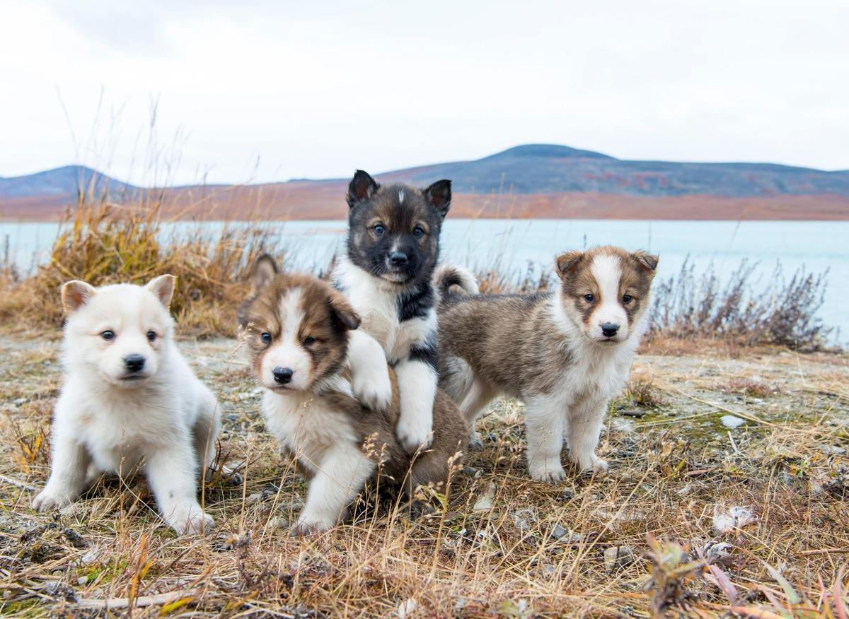 Here are the 10 most popular male puppy names for adorable dogs in the world