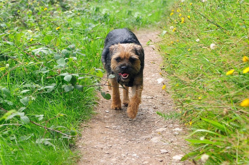here-are-the-world-s-10-most-popular-puppy-names-for-the-adorable-and