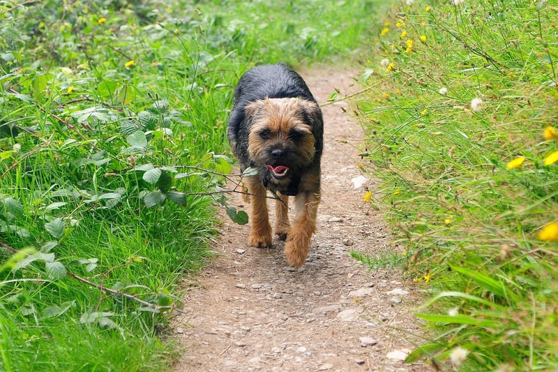 Completing our top ten most popular names for Border Terrier dogs is Rosie. It's a shortened version of a number of names, including Rosealie, Rosemary, Rosalyn and Rosanna, all coming the from the rose flower