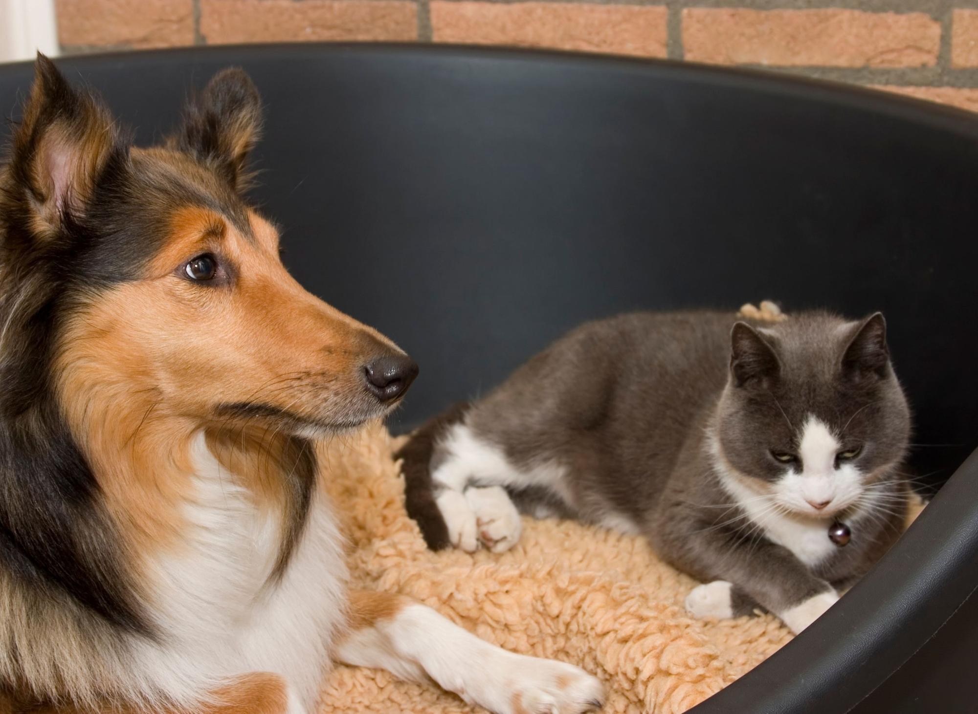 diffrent breeds of feist dogs