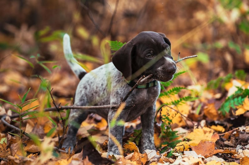A hunting dog equally happy on land and in water, there were 2,596 new German Shorthaired Pointer pups registered in the UK last year.