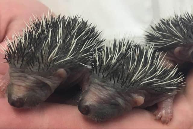 The Scottish SPCA has welcomed its first hoglets of the year at its rescue centre in Fishcross.  Pic: Scottish SPCA