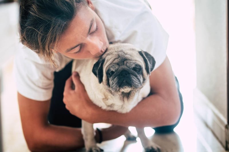 Pugs are of the most friendly dog breeds you can fing, with a sweet nature perfect for young dog owners. They can live in any size of home, enjoy lounging around the house, but also love being out-and-about.
