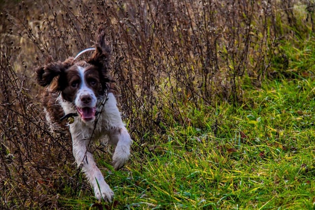 The athletic Springer Spaniel needs plenty of space both indoors and outdoors to run around, so will likely cause damage by dashing around smaller flats. They also shed lots of hair all year round which can be an issue in a confined space.