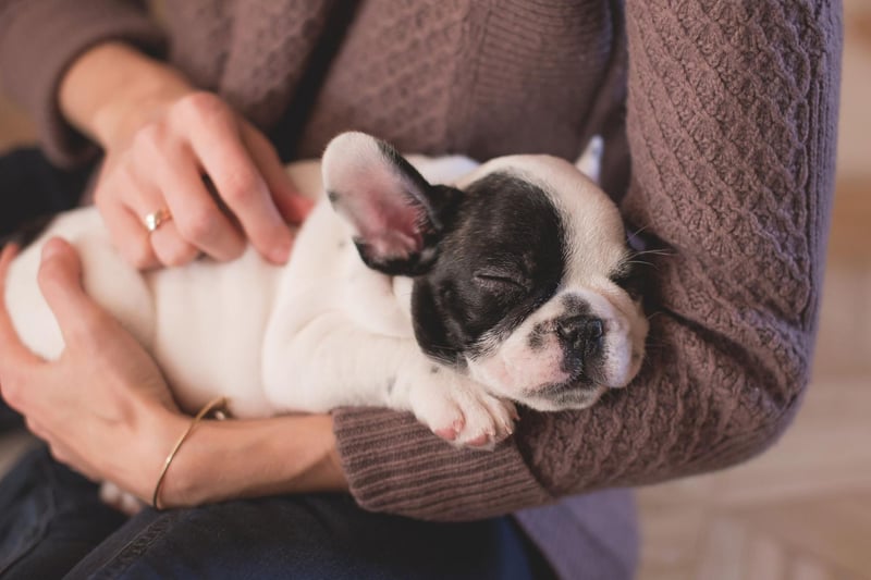 Just missing out on a top five place, Frank is the sixth most popular name for a French Bulldog. It's a name of English origin that means 'free'.