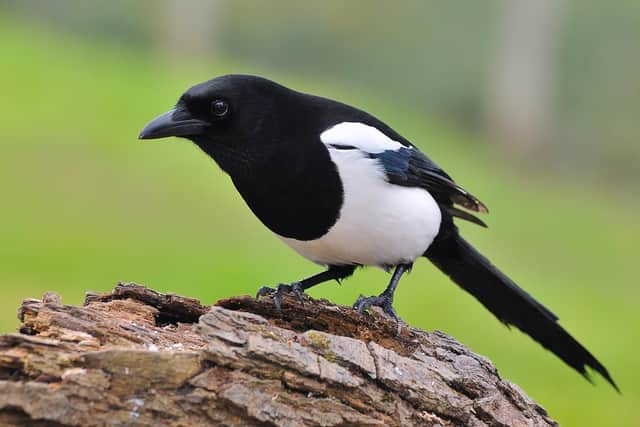 The magpie sneaked into the house when the back door was left open