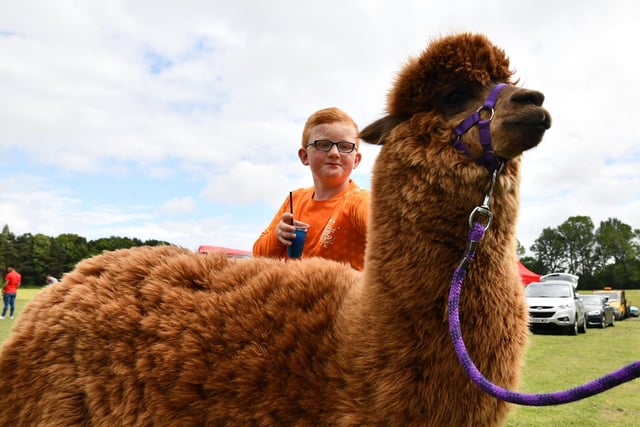 Every fun day needs an alpaca to meet the crowds