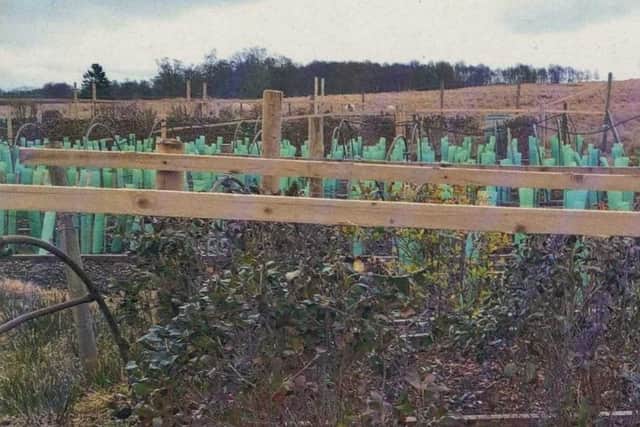 Some of the tea plants that were grown on Thomas Robinson's Perthshire estate. Pic: Contributed