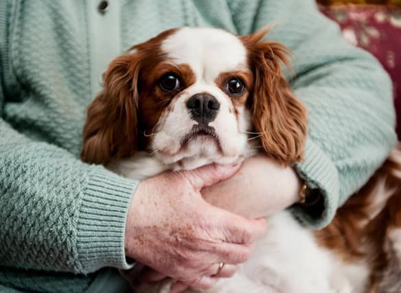 Dogs can make wonderful companions for the more elderly owner - but it's important to consider which breeds are most suitable.