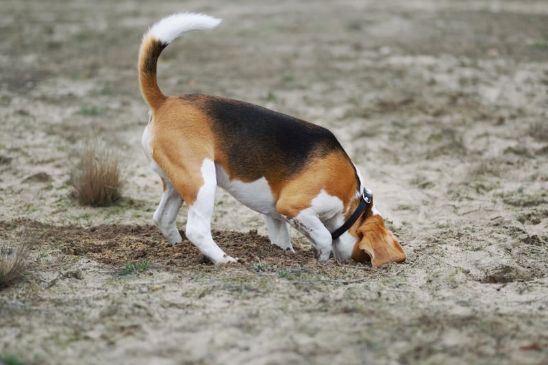The Beagle is a specialist in hunting rabbits and hares, chasing and following them down burrows. Even if there's no sign of a single rabbit in your garden, they'll probably still dig it up to make doubly sure.
