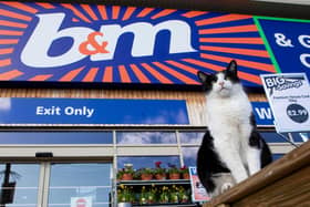 Ollie the cat who spends his days at B&M in Stenhousemuir.