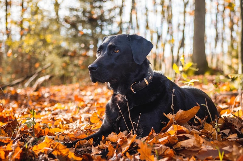 The world's most popular dog breed is an animal that lives for the outdoors. Any Labrador owner will know this by the amout of times their faithful pet pooch asks to be let out on any given day.