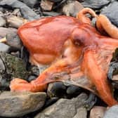 The bright orange octopus sitting on the rocks at Bo'ness harbour.