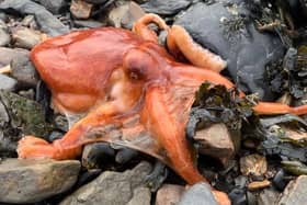 The bright orange octopus sitting on the rocks at Bo'ness harbour.