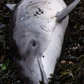 The dead porpoise was spotted 400 yards east of Carriden Boatyard in Bo'ness by a local resident (Photo: Graham Thom).