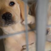 The Scottish SPCA has launched a free scheme for responsible puppy breeders as part of its ongoing efforts to tackle the illegal puppy trade.