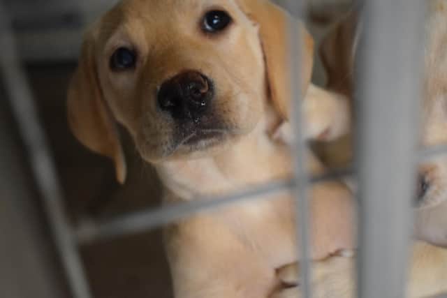 The Scottish SPCA has launched a free scheme for responsible puppy breeders as part of its ongoing efforts to tackle the illegal puppy trade.
