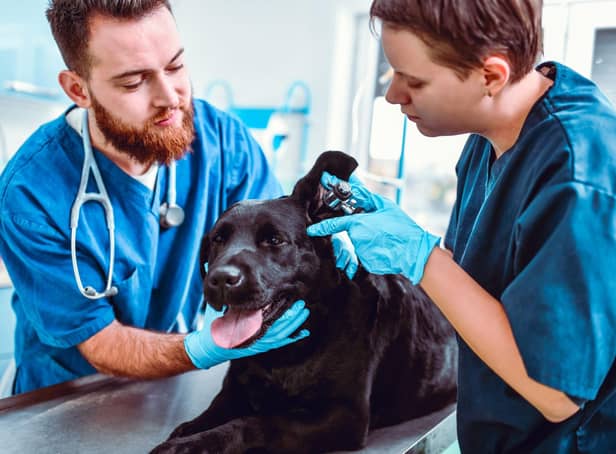Vets know to look out for particular health conditions when it comes to particular breeds of dog.