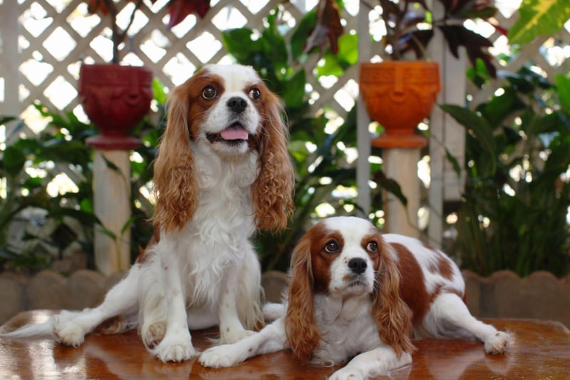 This Cavalier King Charles Spaniel's thick coat, relatively short muzzle and long ears combine to make them struggle in the heat. This can be exacerbated if they are carrying extra weight.