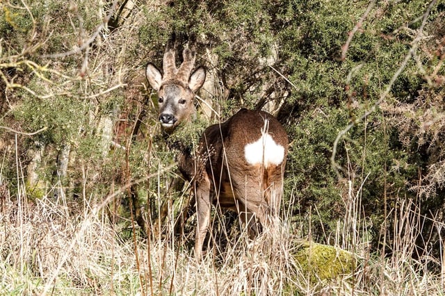 There has been a report of a dog attack in the Carron/Abbotshaugh area which result in the death of a young deer