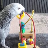 Missing parrot Picasso has been found. Pic: Contributed