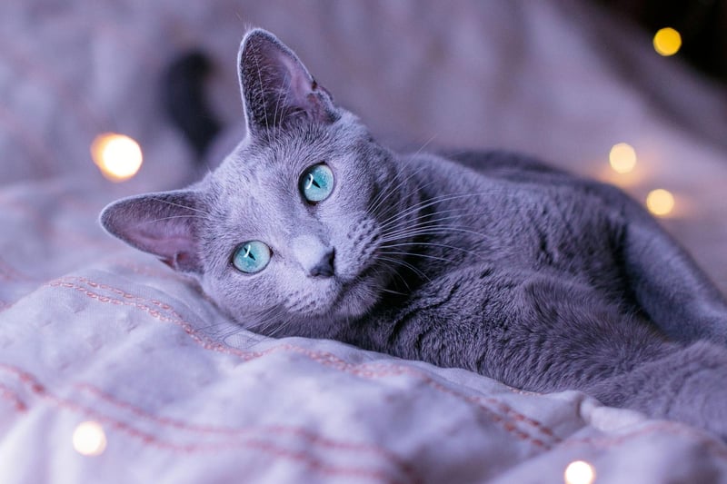 The coat of the Russian Blue Cat, which completes our top 10, can vary from a light silver to a slate grey. It sheds very little hair and so is perfect for those with allergies.