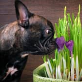Sometimes plants and pets are best kept apart.