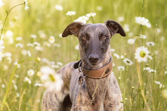 Whippets tend to have two speeds - stopped or flat out. This means they are the dog most likely to run into, or fall off, things - making them the breed of dog responsible for most insurance claims.