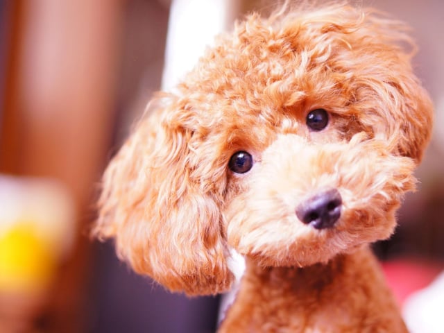 Don't let their curly hair and cute demeanor fool you - Poodles have a razor-sharp brain second only to the Border Collie. All three sizes - Standard, Miniature and Toy - are hugely smart, making great service and therapy dogs.