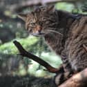 The initiative would help to save endangered wildcats. Pic: Contributed