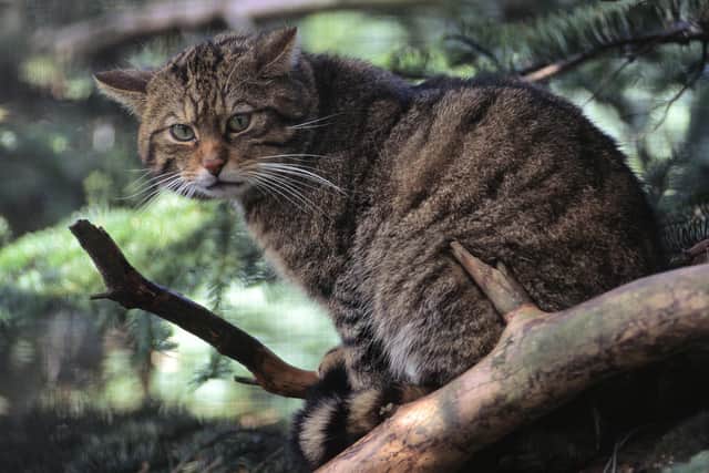 The initiative would help to save endangered wildcats. Pic: Contributed