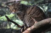 The initiative would help to save endangered wildcats. Pic: Contributed
