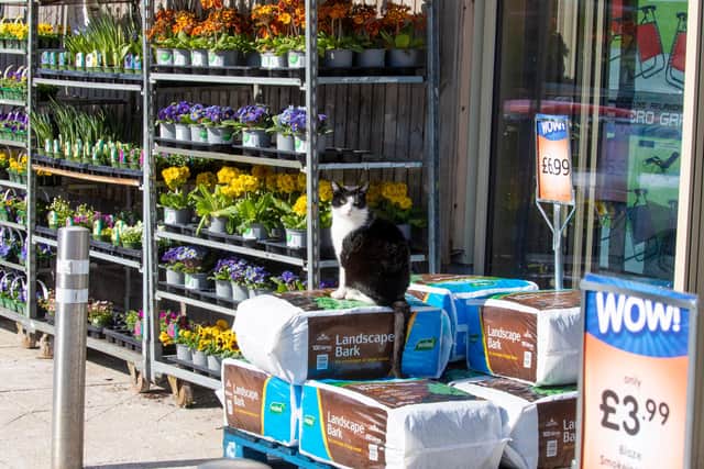 Ollie the cat who spends his days at B&M in Stenhousemuir.